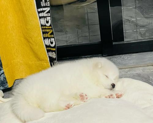 萨摩耶中暑急救指南｜药物使用与防护全攻略(图2)