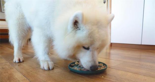 小狗频繁呕吐的原因及处理方法｜宠物健康实用指南