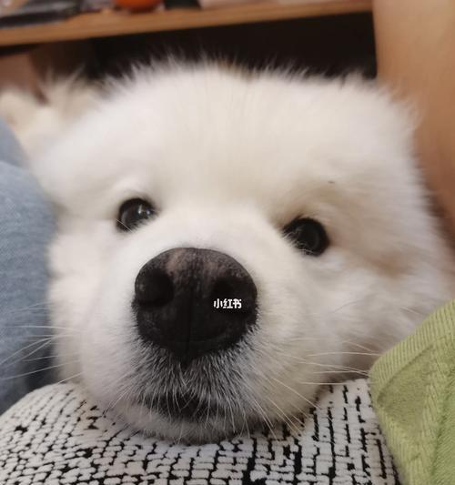 萨摩耶中暑急救指南｜药物使用与防护全攻略(图3)