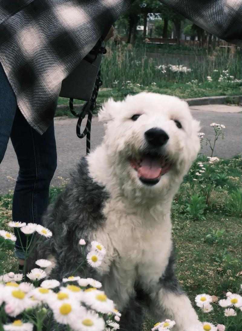 以古牧与其他犬种杂交的迷人之处｜实用指南(图2)