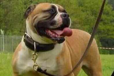 沙皮狗饮食健康全攻略｜科学喂养让毛孩更茁壮(图3)