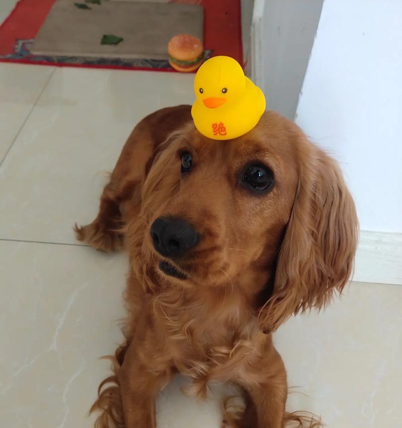 犬耳朵形态全攻略｜探秘狗的多样性与适应性(图1)