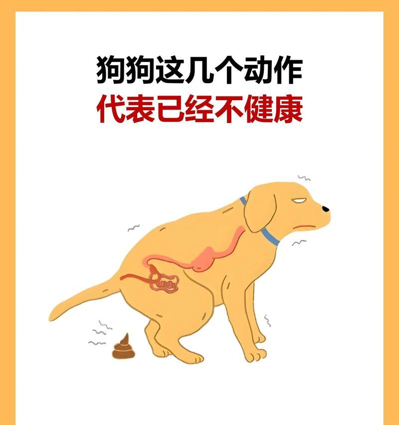 小狗频繁呕吐的原因及处理方法｜宠物健康实用指南(图3)