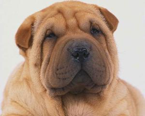 沙皮狗饮食健康全攻略｜科学喂养让毛孩更茁壮(图2)