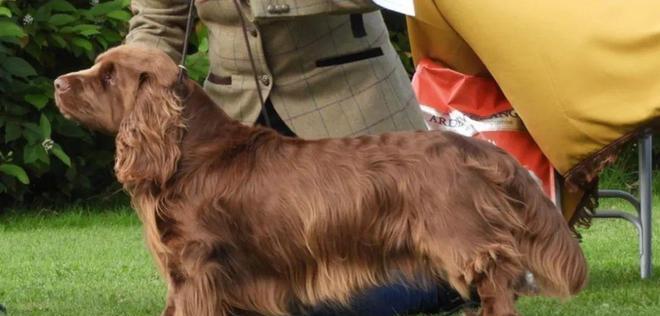 犬耳朵形态全攻略｜探秘狗的多样性与适应性(图2)