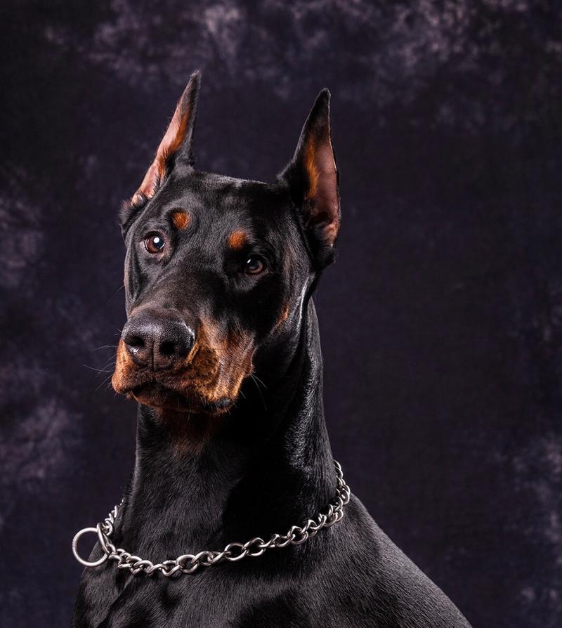 犬耳朵形态全攻略｜探秘狗的多样性与适应性(图3)