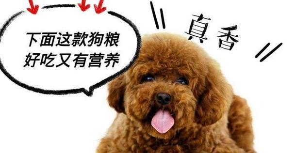 贵宾犬怀孕饮食指南｜科学喂养助母犬胎儿健康(图2)