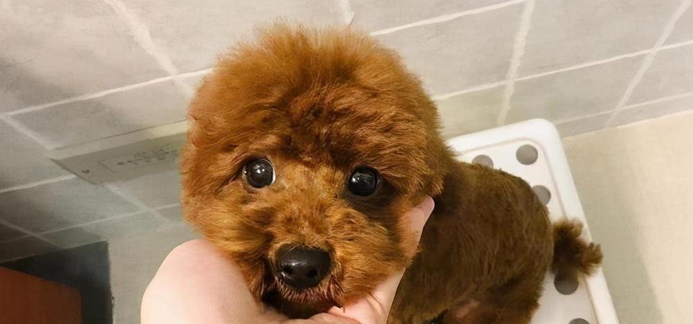 贵宾犬怀孕饮食指南｜科学喂养助母犬胎儿健康(图1)