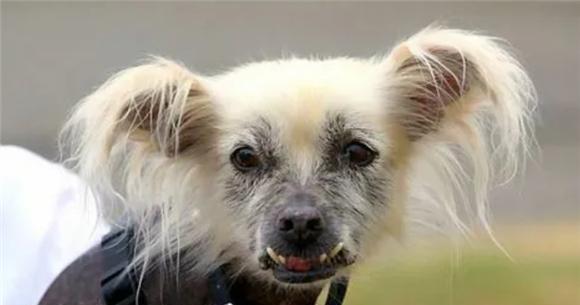 沙皮狗饮食健康全攻略｜科学喂养让毛孩更茁壮