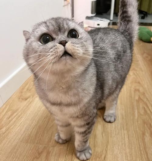 异国短毛猫梳子选择全攻略｜实用指南(图3)