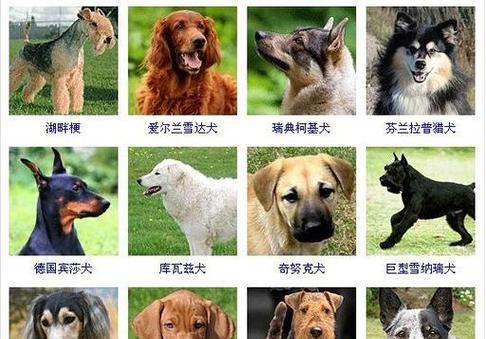 如何为拉布拉多选择一个合适的名字｜实用指南(图2)