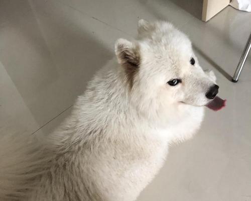 半岁萨摩耶饮食指南｜科学喂养关键要点全攻略(图1)