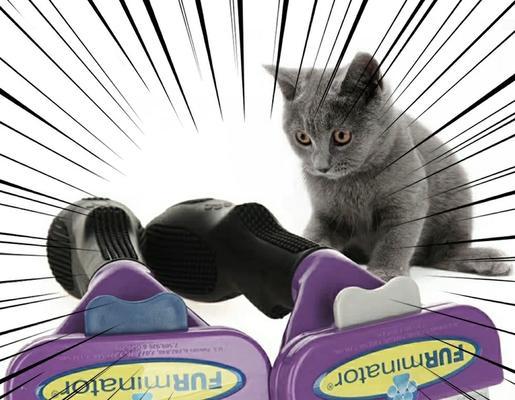 异国短毛猫梳子选择全攻略｜实用指南