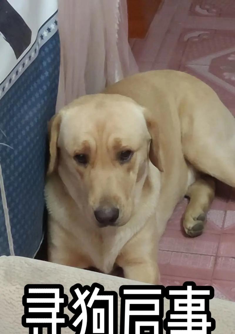 如何为拉布拉多选择一个合适的名字｜实用指南