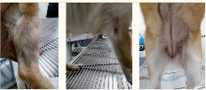 犬跳蚤叮咬性皮炎病例分析｜综合治疗实用指南(图3)