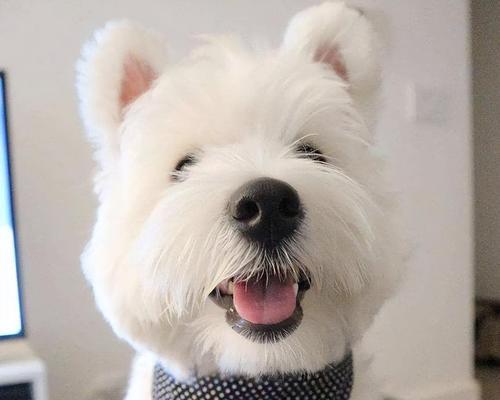 以西高地梗的多彩世界｜探索各色光影的魅力(图1)