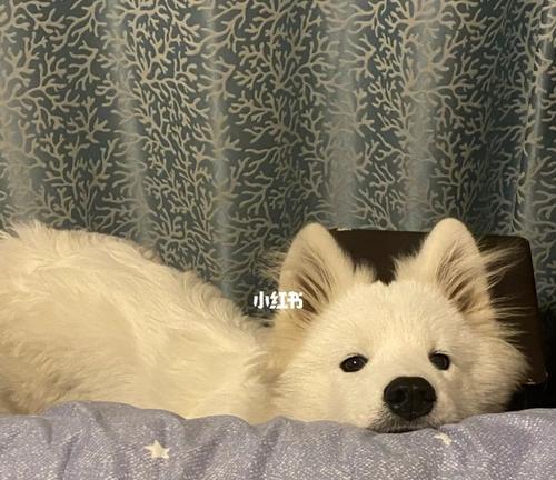 半岁萨摩耶饮食指南｜科学喂养关键要点全攻略(图3)