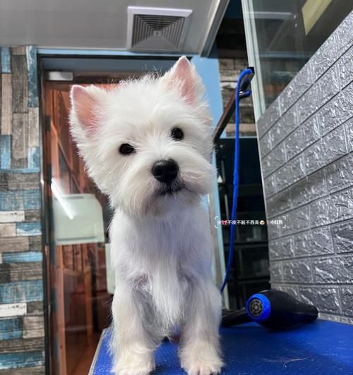 以西高地梗的多彩世界｜探索各色光影的魅力(图2)