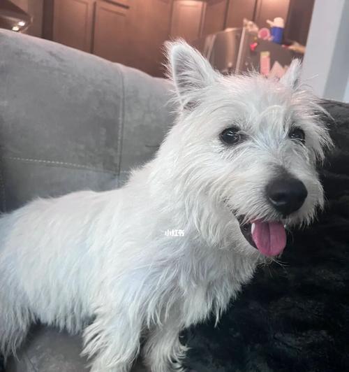 以西高地梗的多彩世界｜探索各色光影的魅力(图3)