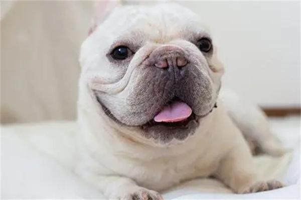 法斗犬饲养全攻略｜新手养狗必备指南