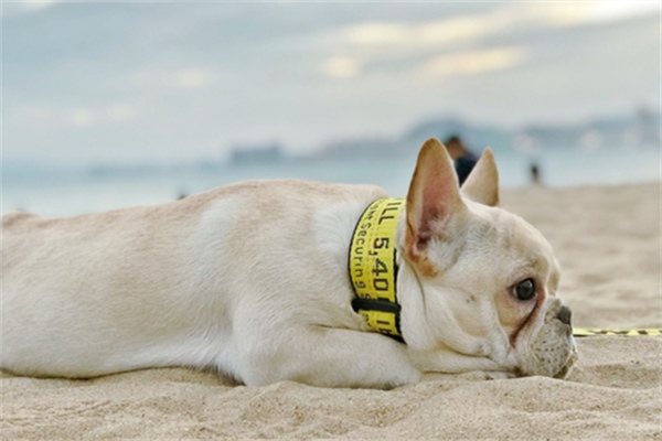 养法斗的坏处 法斗犬饲养全攻略|新手养狗必备指南(图2)