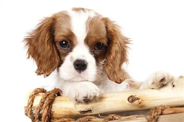 母狗怀孕营养补充全攻略｜科学喂养确保胎儿健康(图1)