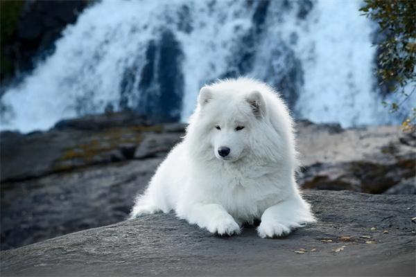 狗狗肠鸣音很响是怎么回事? 狗狗肠鸣音很响怎么办|肠胃不适排查指南(图2)