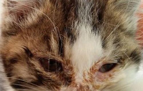 猫鼻支感染症状全攻略｜宠物健康守护必备(图3)