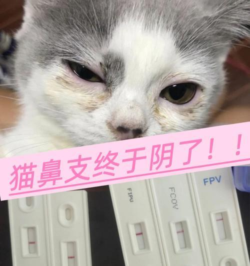 猫鼻支感染症状全攻略｜宠物健康守护必备(图2)