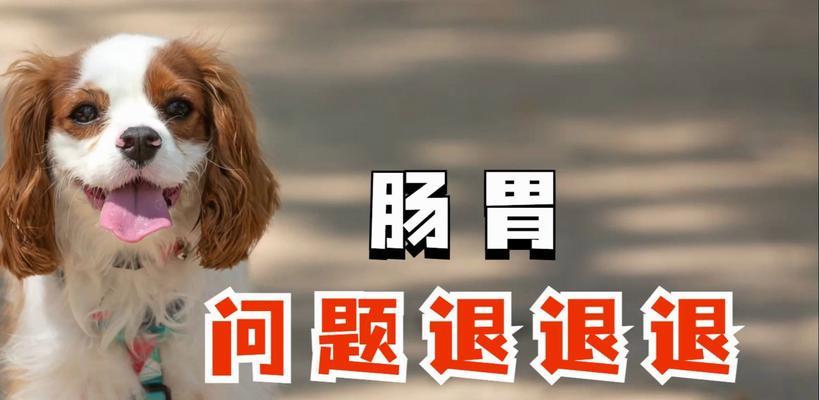 狗狗胃部消化不好怎么办｜实用饮食调理指南(图3)