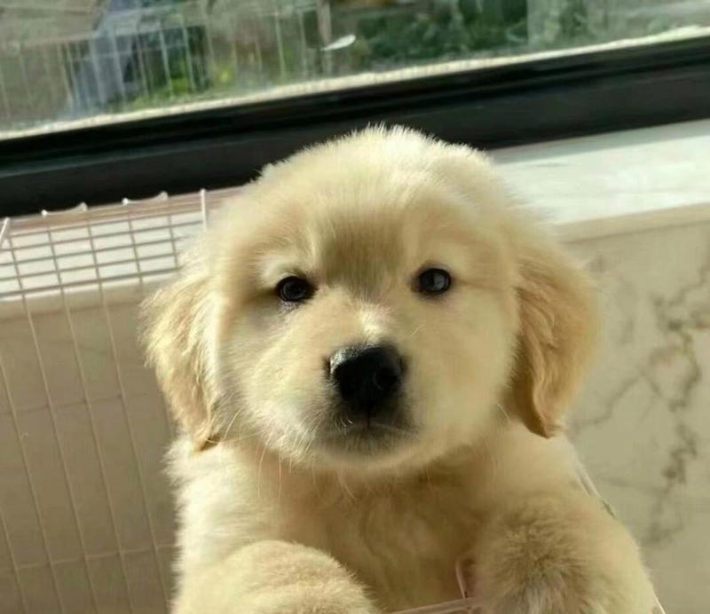 金毛幼犬适合吃的水果有哪些｜实用指南(图3)