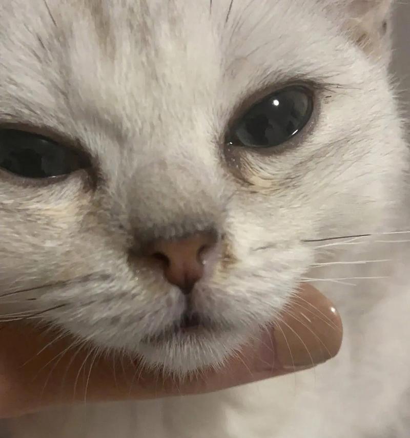 猫鼻支感染症状全攻略｜宠物健康守护必备