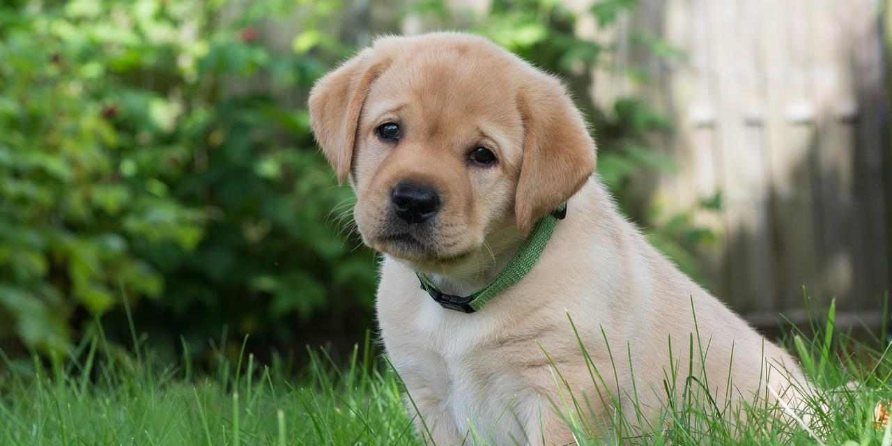 金毛幼犬适合吃的水果有哪些｜实用指南(图2)