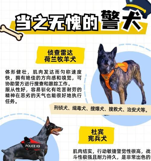 狗的器官奥秘｜探索犬类身体内部构造全攻略