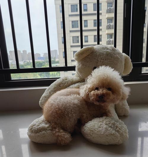 狗的器官奥秘｜探索犬类身体内部构造全攻略(图3)