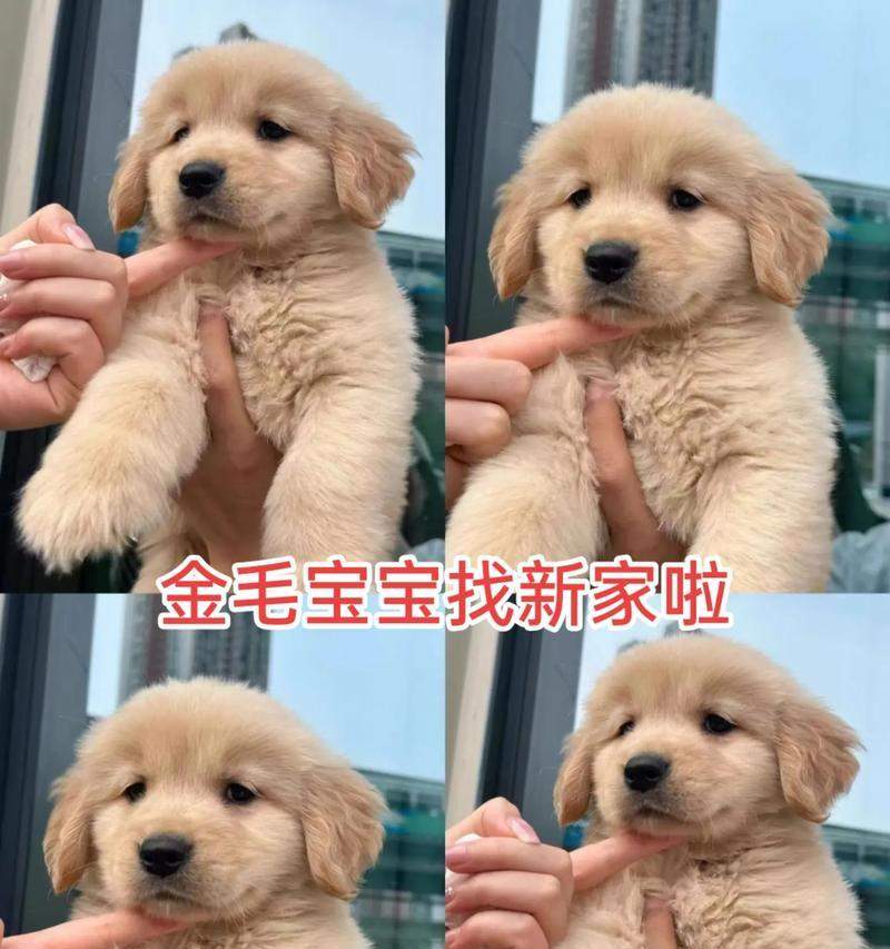 金毛幼犬适合吃的水果有哪些｜实用指南