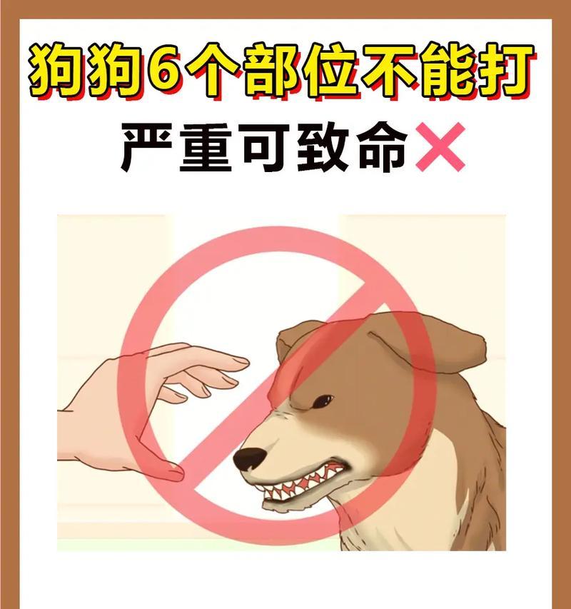 狗的器官奥秘｜探索犬类身体内部构造全攻略(图2)