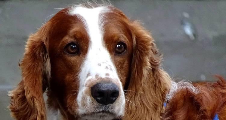 大耳朵狗全攻略|探寻可爱狗狗的奇妙世界(图3) 大耳朵狗全攻略|探寻可爱狗狗的奇妙世界(图3)