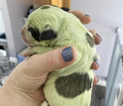 狗年出生的人有哪些好处|性格特点与人生优势全攻略(图3) 狗年出生的人有哪些好处|性格特点与人生优势全攻略(图3)