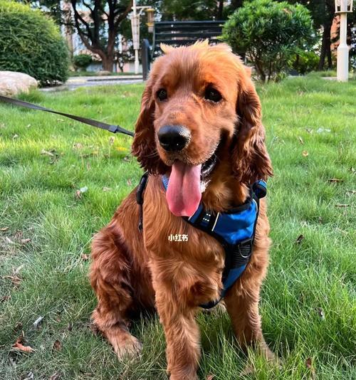 大耳朵狗全攻略|探寻可爱狗狗的奇妙世界(图2) 大耳朵狗全攻略|探寻可爱狗狗的奇妙世界(图2)