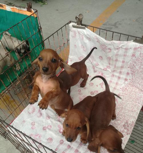 大耳朵狗全攻略｜探寻可爱狗狗的奇妙世界