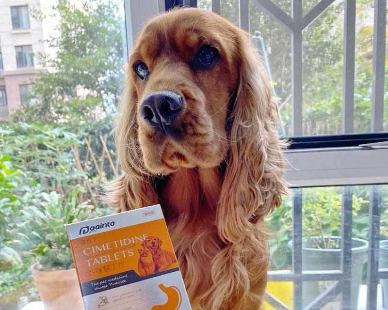 狗狗频繁呕吐原因及应对方法｜宠物健康实用指南(图2)