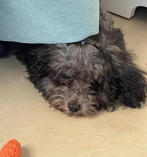 狗狗频繁呕吐原因及应对方法｜宠物健康实用指南(图3)