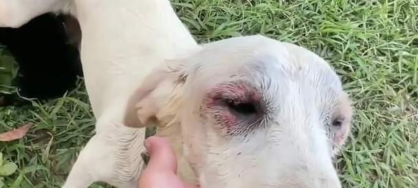 狗鼻子为什么湿湿的｜探秘狗狗嗅觉神奇之处全攻略(图2)