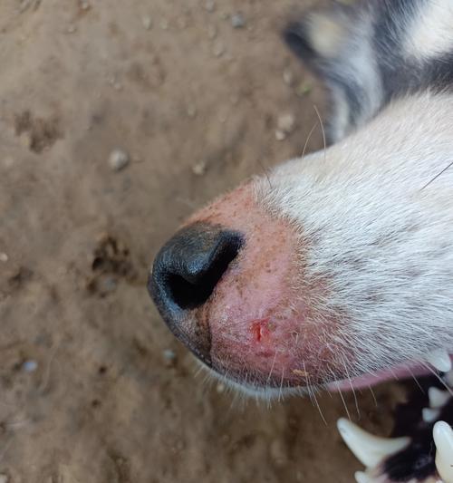 狗鼻子为什么湿湿的｜探秘狗狗嗅觉神奇之处全攻略(图3)