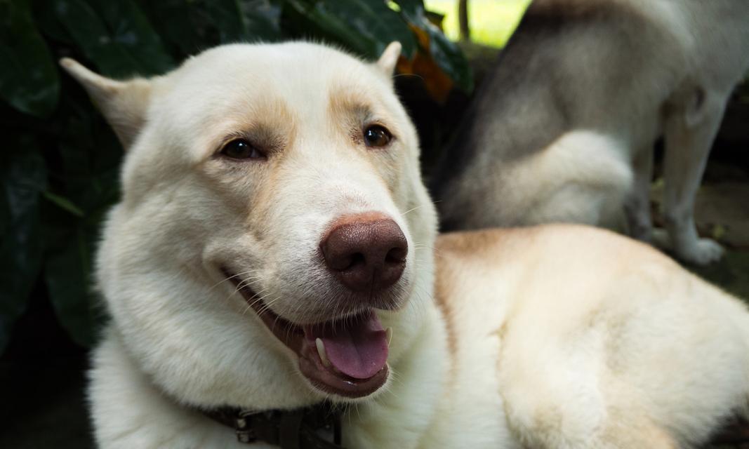 狗鼻子为什么湿湿的｜探秘狗狗嗅觉神奇之处全攻略