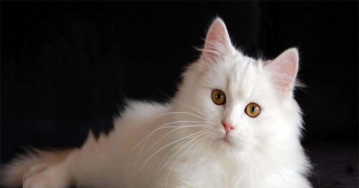 养什么宠物好养活|实用指南全攻略(图2) 养什么宠物好养活|实用指南全攻略(图2)