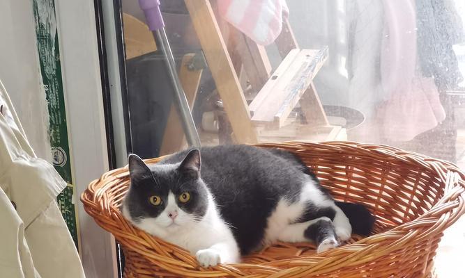 养什么宠物好养活|实用指南全攻略(图3) 养什么宠物好养活|实用指南全攻略(图3)