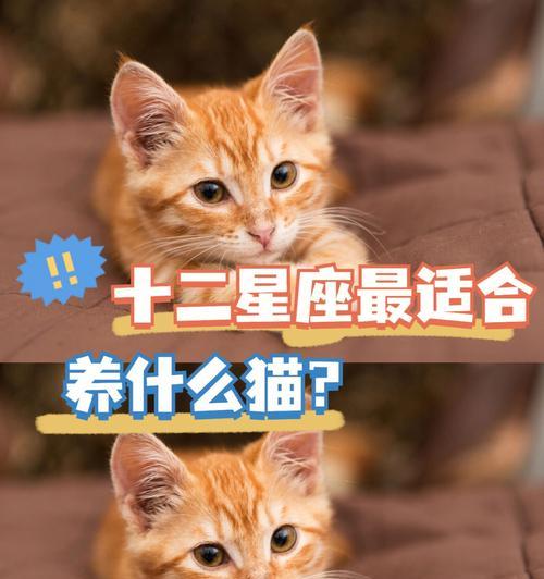 养什么宠物好养活｜实用指南全攻略