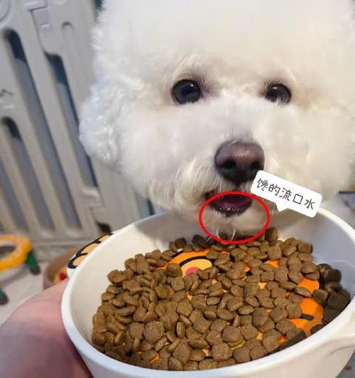 泰迪狗粮拌肉vs拌蔬菜的区别|实用指南(图3) 泰迪狗粮拌肉vs拌蔬菜的区别|实用指南(图3)